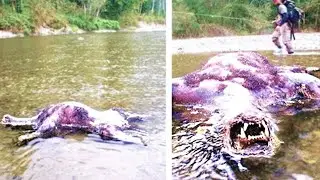 Эта Находка в Джунглях Испугала Всех Ученых! Топ 10