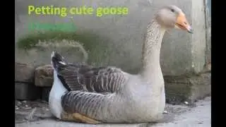 Petting very cute goose (duck)