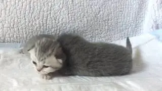 Котята учатся ходить