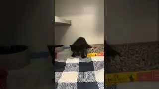 "Hi Little One!" // Meet Drew (Ramapo-Bergen Animal Refuge)