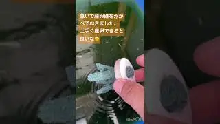 メダカ水槽205 まだ子供だと思っていたのに😳　#shorts #メダカ #aquarium #fish