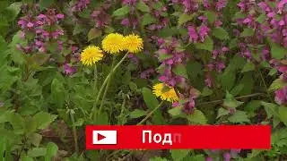 май: цветение под ногами — зарисовка May: flowering underfoot - sketch