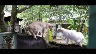 Fighting Cats with sound 😂 Animal Funny Video,,,,,,,,,Animal,,,,, Funny video 😁