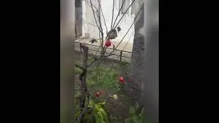 Маруся Упала С дерева с уровня 3 Этажа....