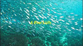 Welcome to A Divers Life 2024