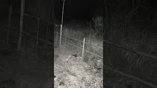 Лиса 🦊