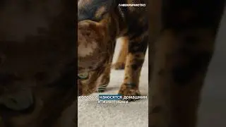 Как удалить пятна на ковре? #ковровыепокрытия #ковер #дом #уют #химчистка #главхимчистка