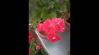 Jia Rose -корейская селекция. Цветы ало-оранжевые со светлой изнанкой.