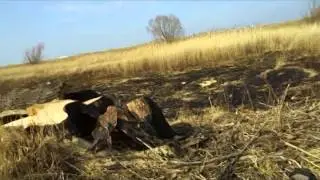 drzewa w międzywalu i ochrona przyrody