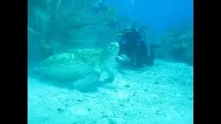 Riviera Maya, Yucatan,Tortuga, Video de Emilio Arévalo