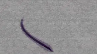 Paint Stroke Effect Motion Graphics