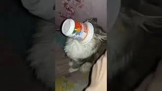 Кошка космонавт, приколы с животными 2022