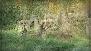 Aktion bei den Luchsen - Erprobung des neuen Futterseils