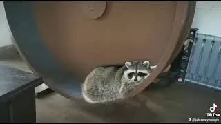 Когда бежал  бежал и устал!    😻🐾🐾🐾
