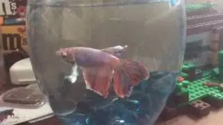 Betta fish Swimming Around