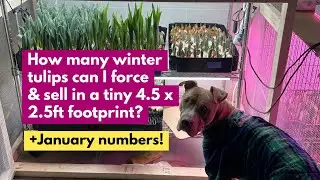 How many winter tulips can I force & sell in a tiny 4.5 x 2.5ft footprint? + January numbers!