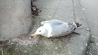 Yaralı martı'ya ilk müdahale mahalleli tarafından yapıldı.