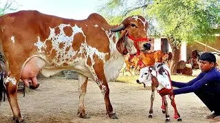 आ गई है अपने फार्म पर गुजरात वाली गाय !! 9928787671