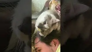 Cute cat expresses his love