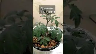 Первые 