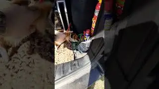 BMW Днепр BaSS