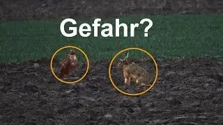 Hase vs. Bussard | gefährliche Begegnung? | 12. Dez. 2022