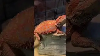 А у вас уже есть этот дракончик? #бородатаяагама