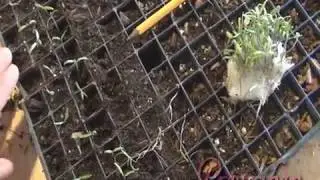 Cómo germinar semillas en casa