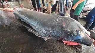 800 Pounds Monster Marlin: Expert Cutting Skills Revealed!