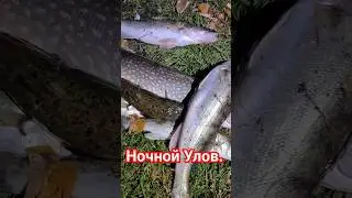Ночной улов.