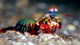 Animals Facts Part 3
