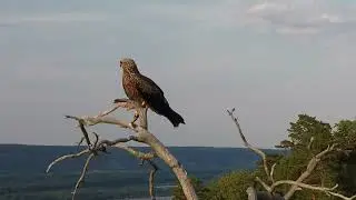 Коршун. DJI mini 2