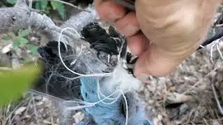 Rescuing a Stellars Jay - DG