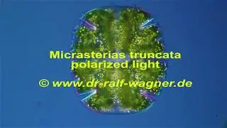 Micrasterias truncata pol