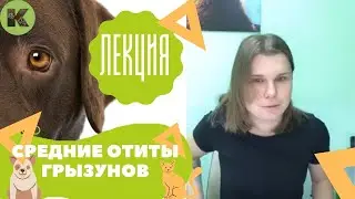 Средние отиты у грызунов, профилактика отитов у мышей и крыс
