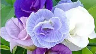 3 colour Aparajita plant from seed / Aparajita plant/ How to grow aparajita plant at home/clitoria