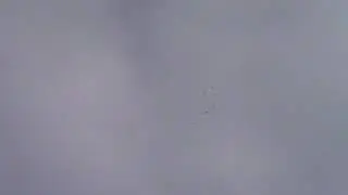 Пермские голуби.