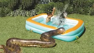 Opossum Falls in Pool, Plays Dead—Anaconda Don’t Care, Eats Anyway