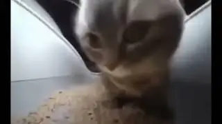 Chipi chipi chapa chapa