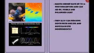 NATURE'S MOST AMAZING EYE