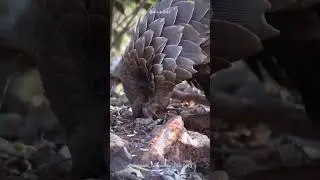 Why Pangolins Are the Only Mammals Covered in Scales #shorts  #buzzbilt
