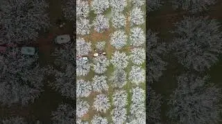 Raw Kayısı çiçeği drone videosu.. Müziksiz telifsiz...