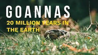 Goannas: Australia’s Ancient Predators | 20 Million Years of Survival