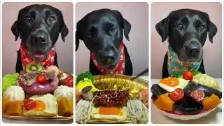 Dog Food Taste Test CHAOS! It Went WILD!|| The Petting Zoo |EP. 31