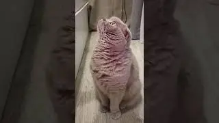#shortvideo