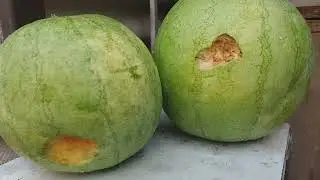 🍉😣ЩО НАНОСИТЬ ШКОДУ КАВУНАМ ? ХТО ТАК ВИГРИЗУЄ ЙОГО НАДІЙНУ БРОНЮ ДРУЗІ ПІДКАЖІТЬ БУДЬ ЛАСКА ?