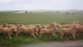 Discover our Farm!