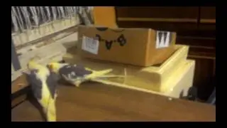 Ручные птенцы играют, обучаются, хулиганят живут полной жизнью .