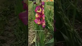 24.07.24г🌹Бусинки расцвели!!!😊