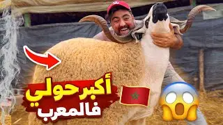 شريت اكبر حولي ف المغرب 😱 | شريت 3 لحوالة غلاض😍